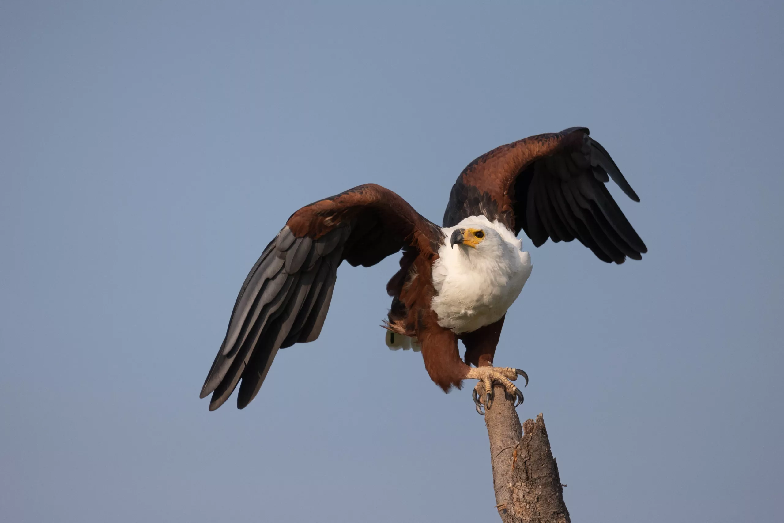 Fish Eagle by Sabine Stols sabine stols fish eagle