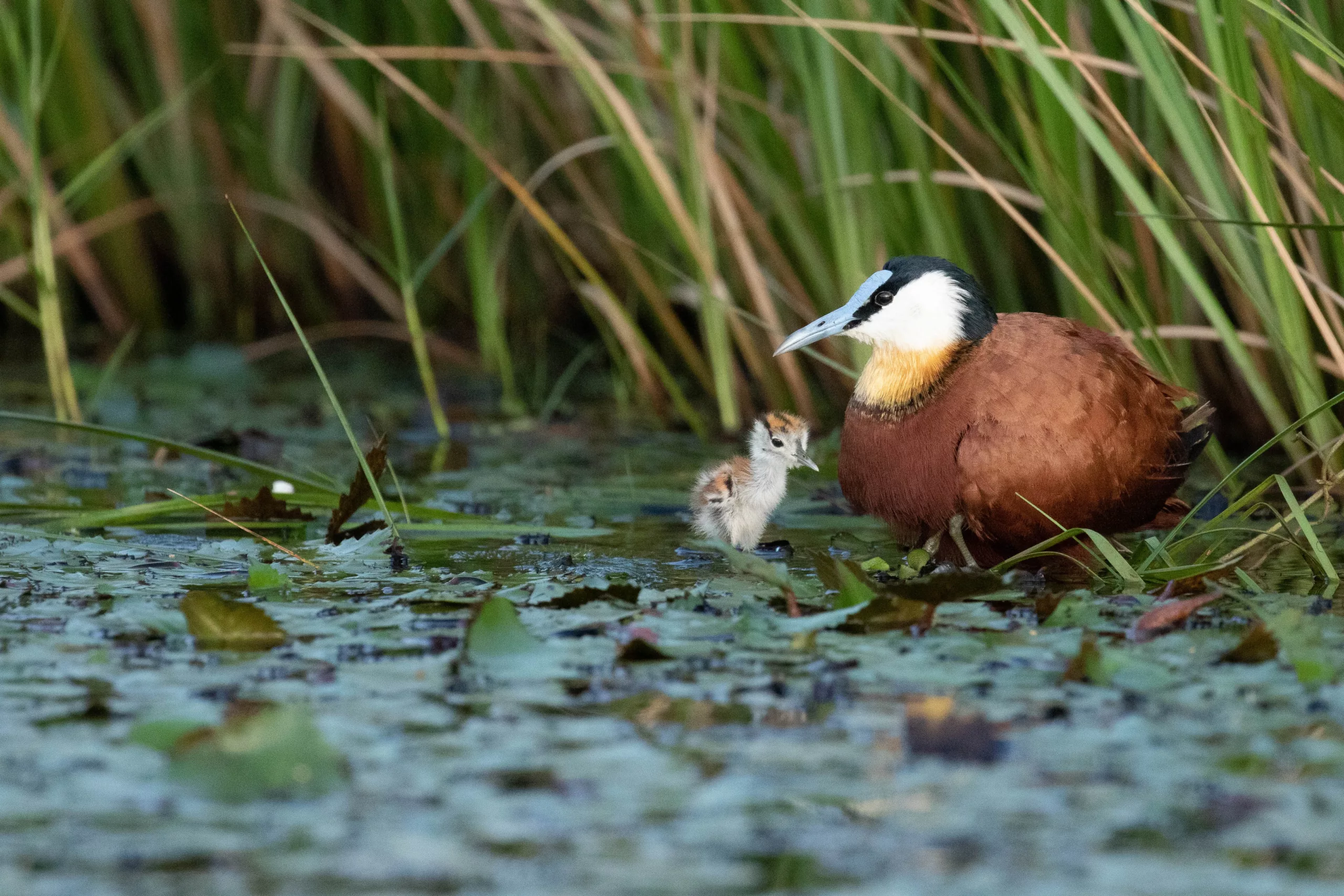 African Jacanas by Sabine Stols sabine stols jacana