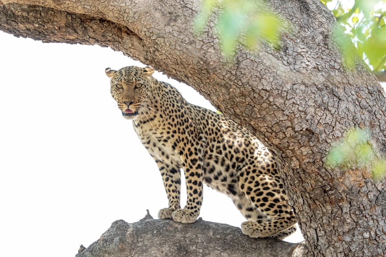 sabine stols lightroom ai mask tool tutorial large Sabine Stols - Leopard in tree - AI masking tools tutorial