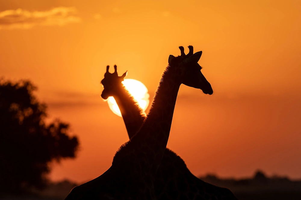 silhouette giraffe at sunset on the chobe sabine stols