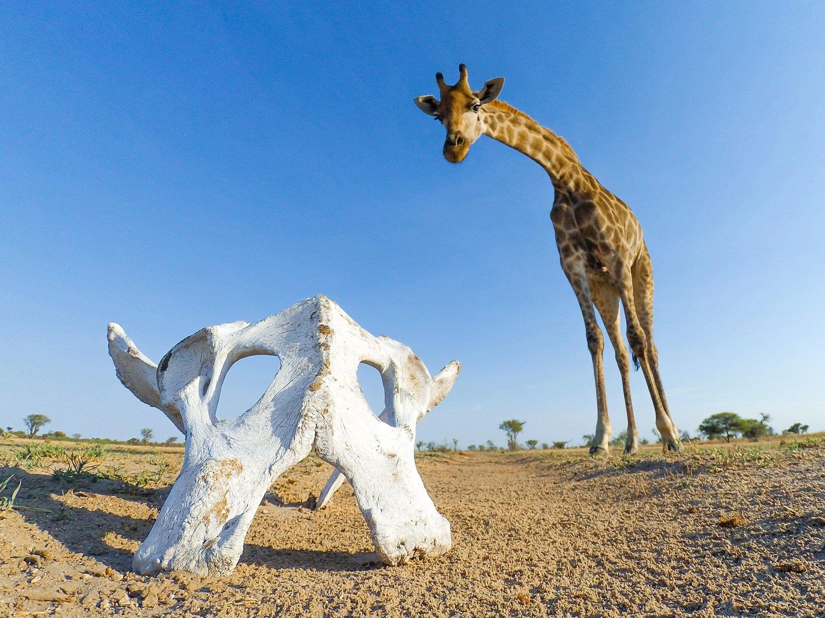 William Steel - Giraffe and the skull