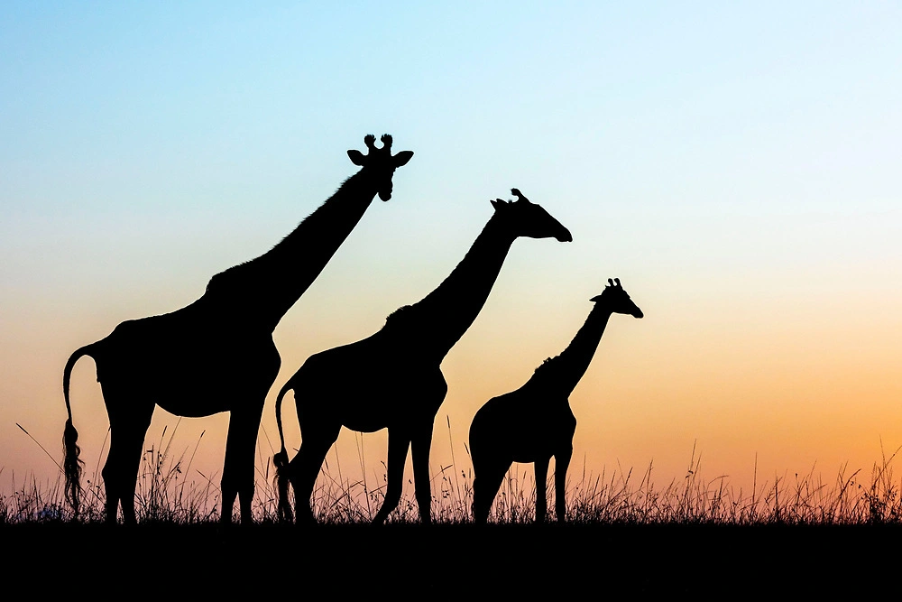 william steel in a row William Steel - Giraffe on the horizon