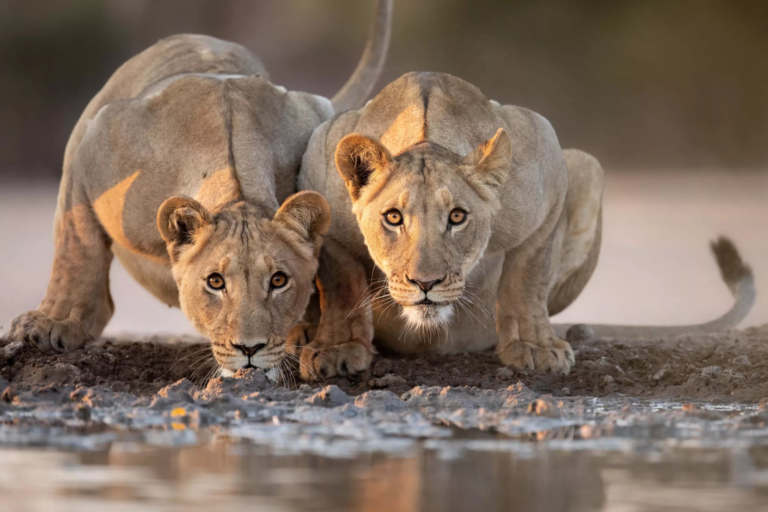 william steel kalahari lions at dinaka