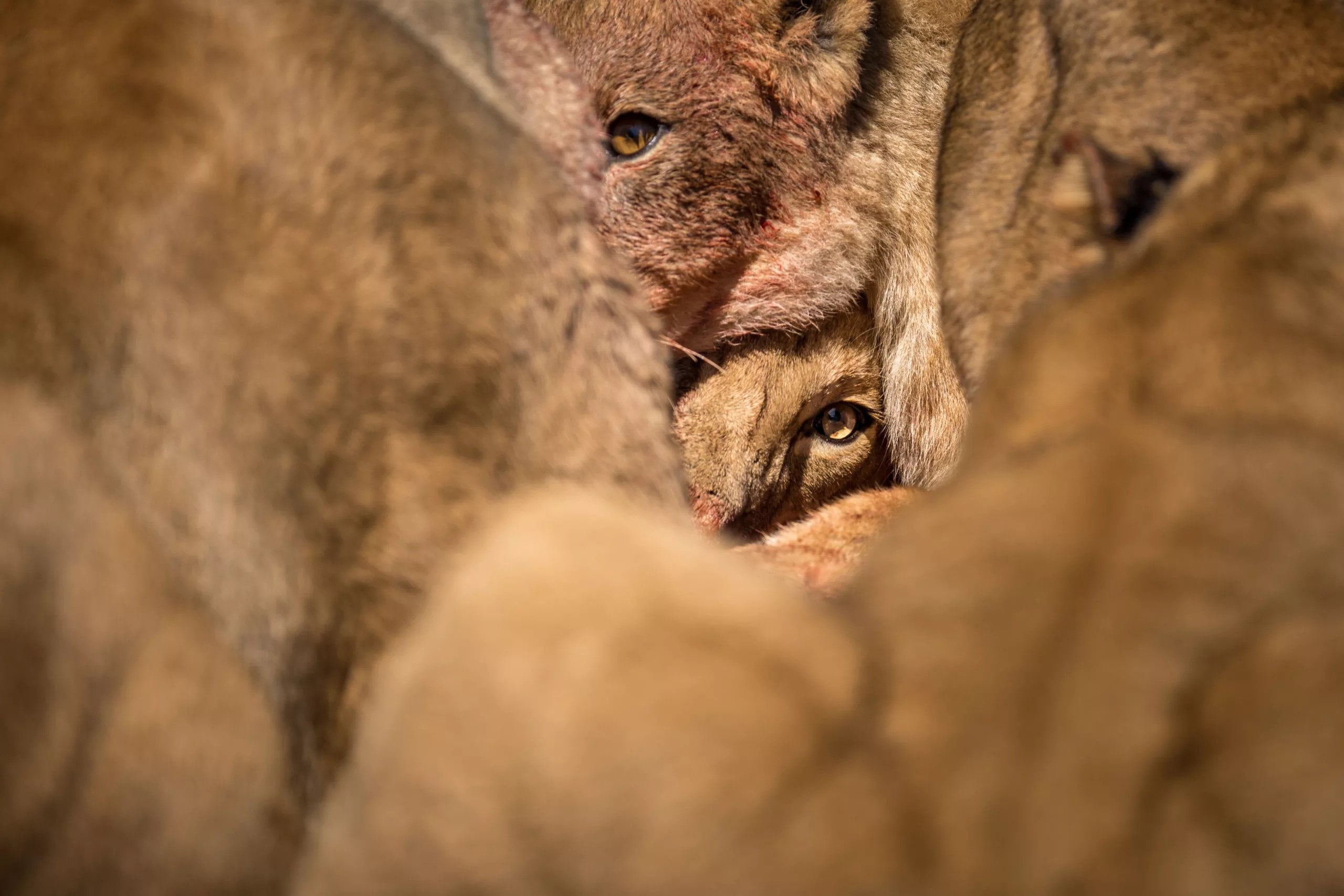 lions kalahari desert photography culling William Steel - Kalahari Lions at Dinaka