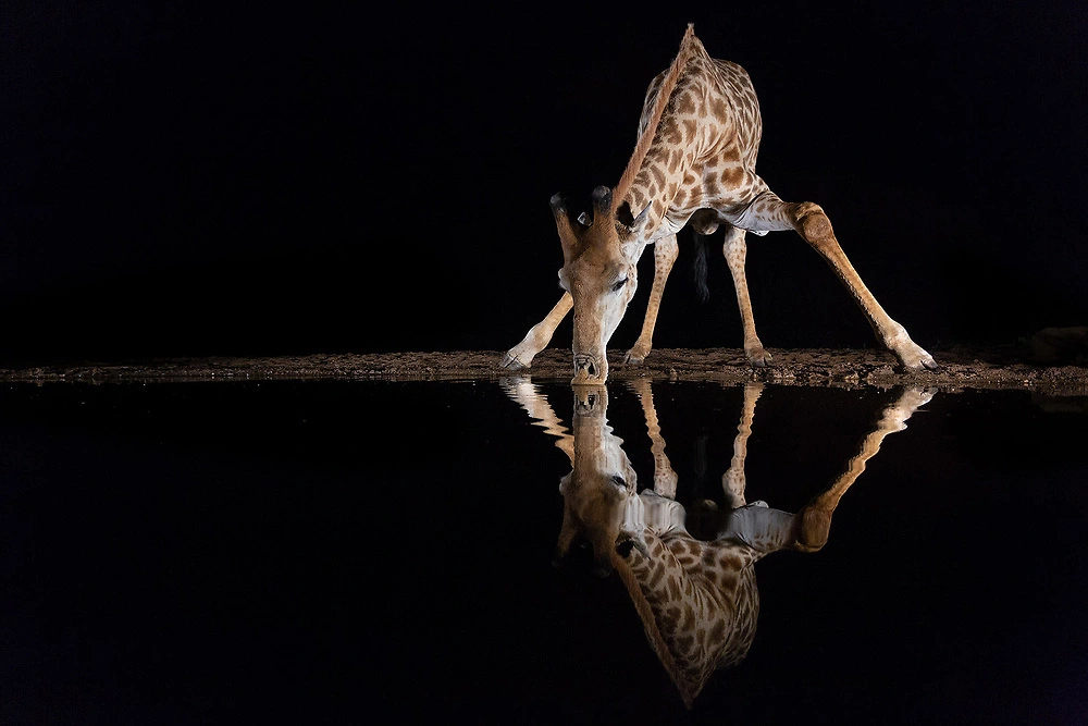 Ann and Steve Toon - Giraffe at Zimanga Private Game Reserve