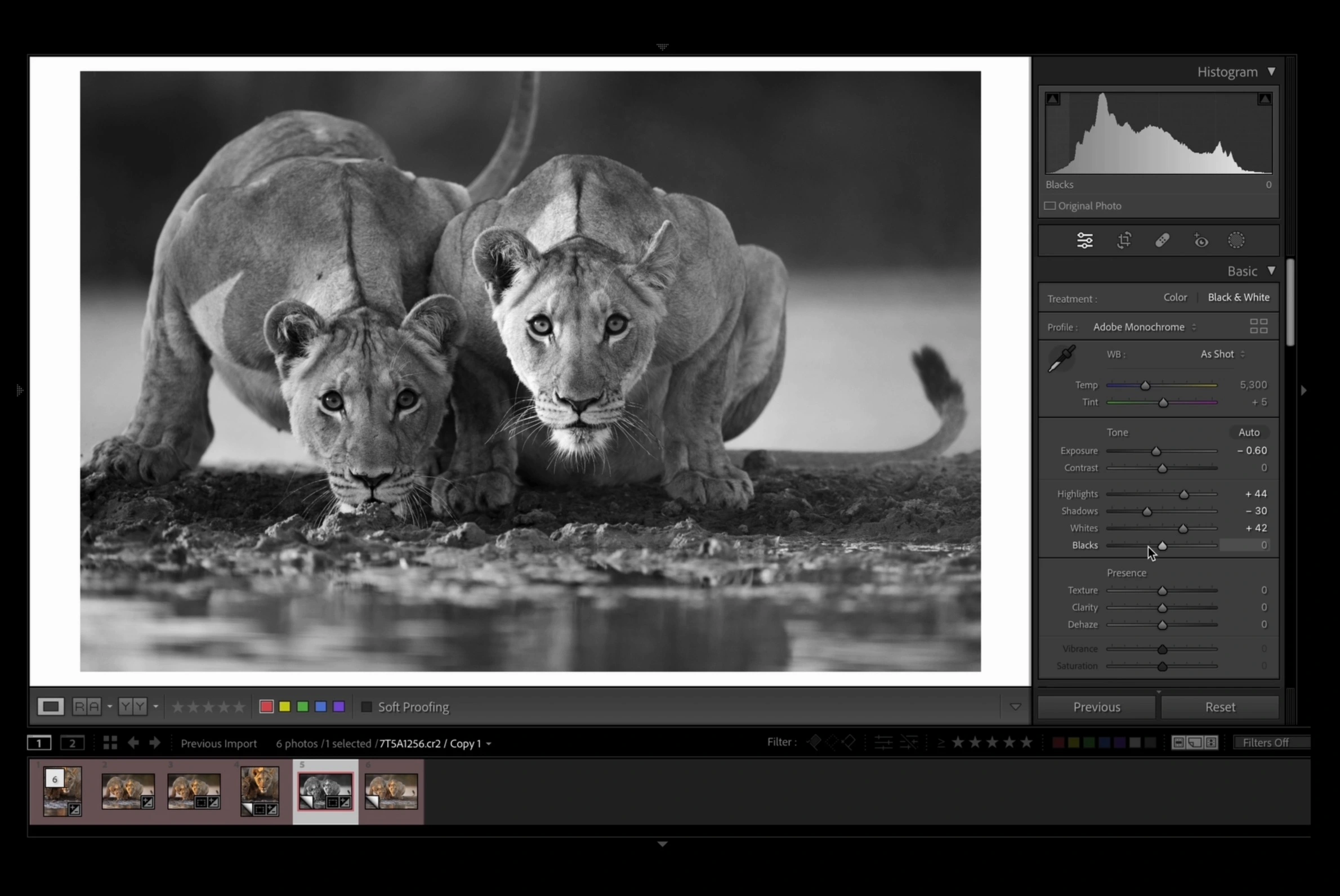 Edit Wildlife Photos - Black and White Editing in Lightroom