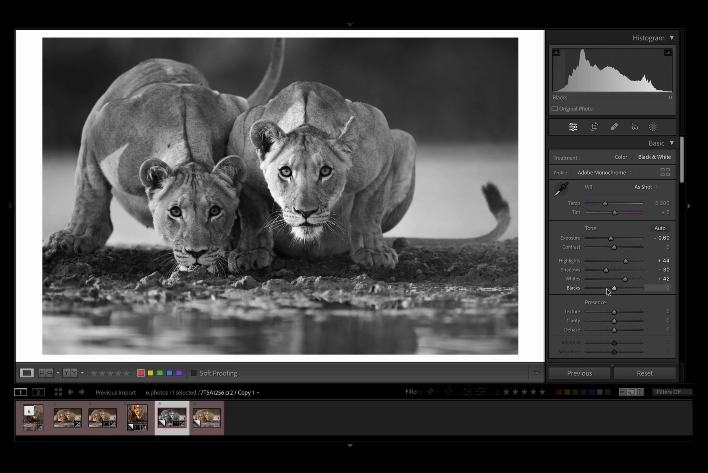 black and white editing in lightroom Edit Wildlife Photos - Black and White Editing in Lightroom
