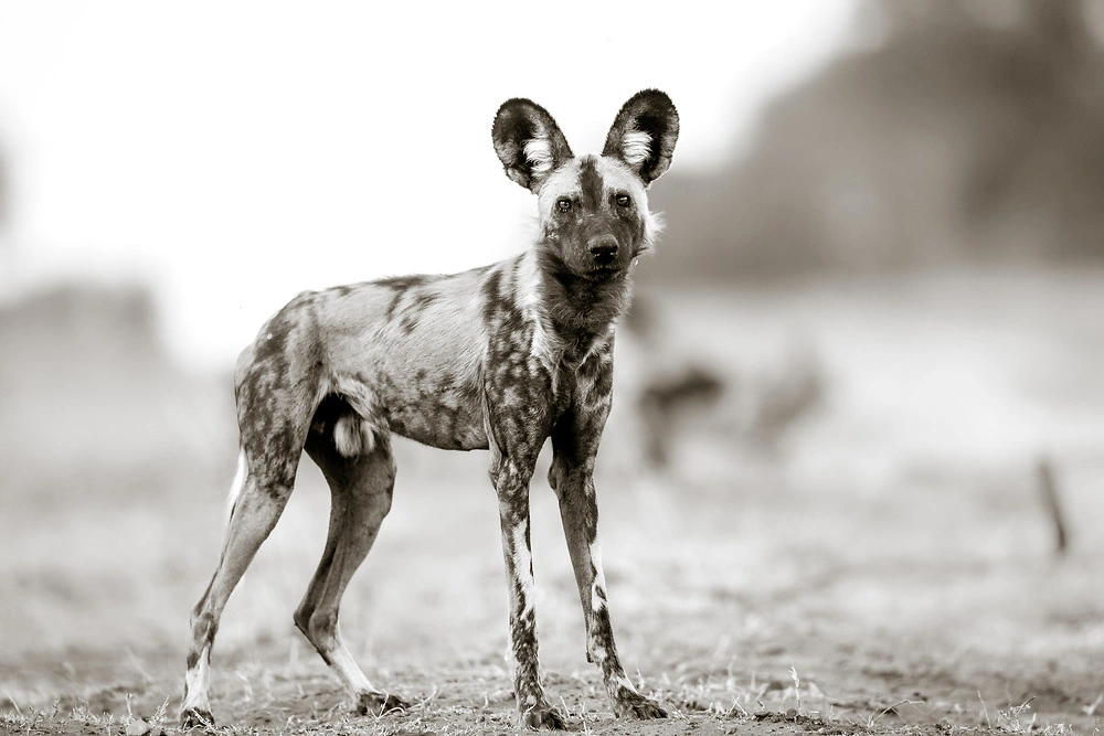 Charl Stols - Black And White Wild Dog