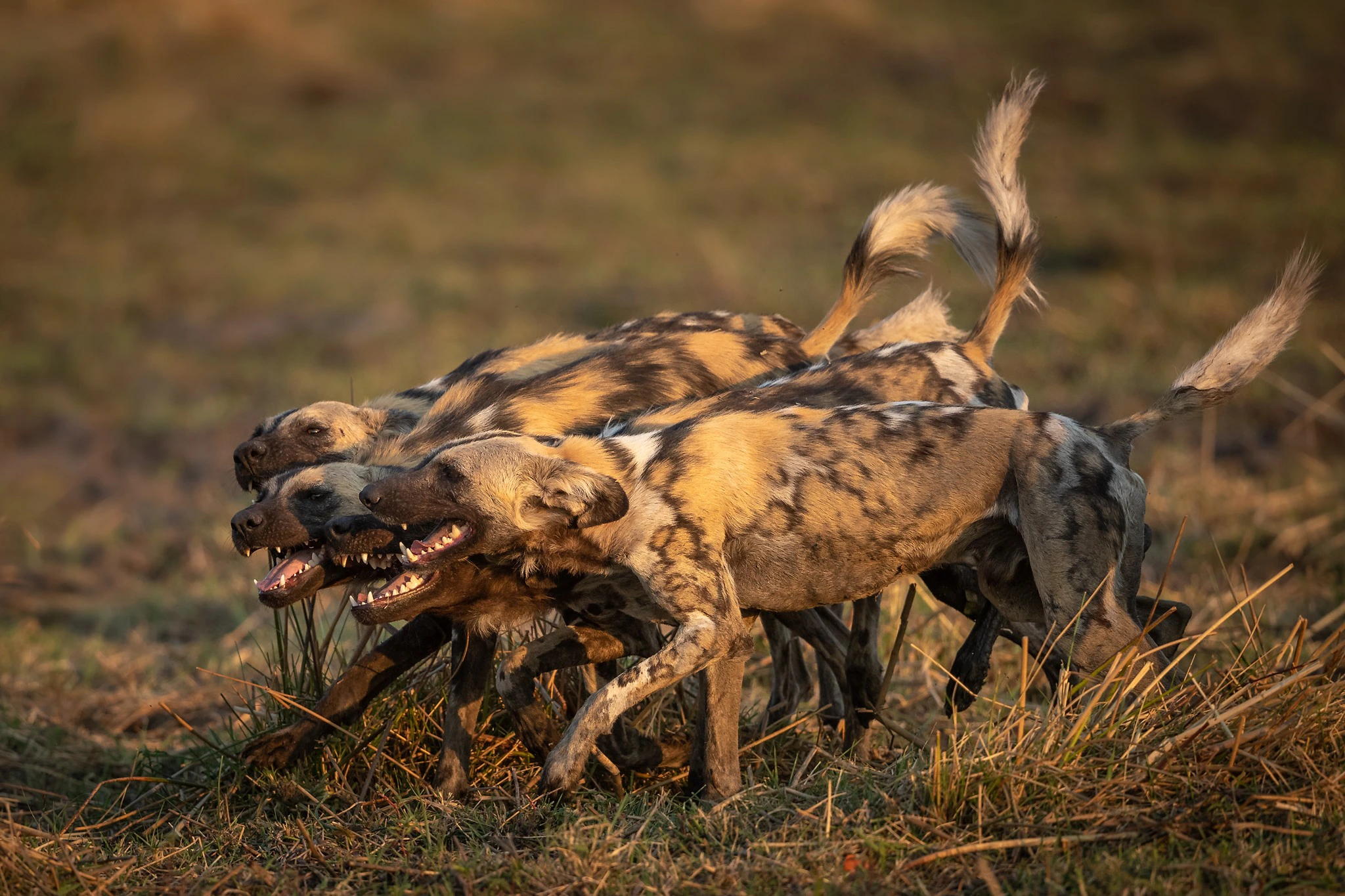 Charl Stols - African Wild Dogs Before The Hunt