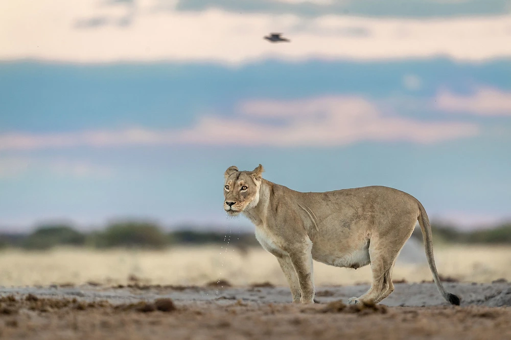 charl stols nxai pan lion at waterhole Charl Stols - Nxai Pan - Lion at waterhole