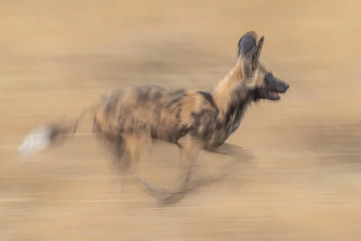 charl stols remembering wild dogs image Charl Stols - African Wild Dog - Remembering Wildlife