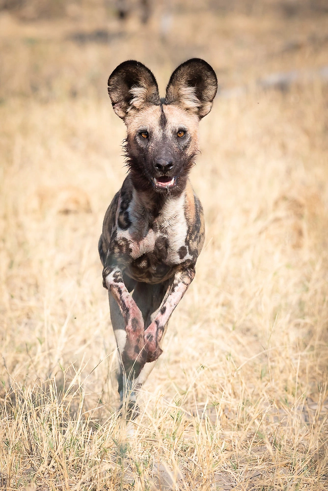 Danielle Carstens - Wild Dog