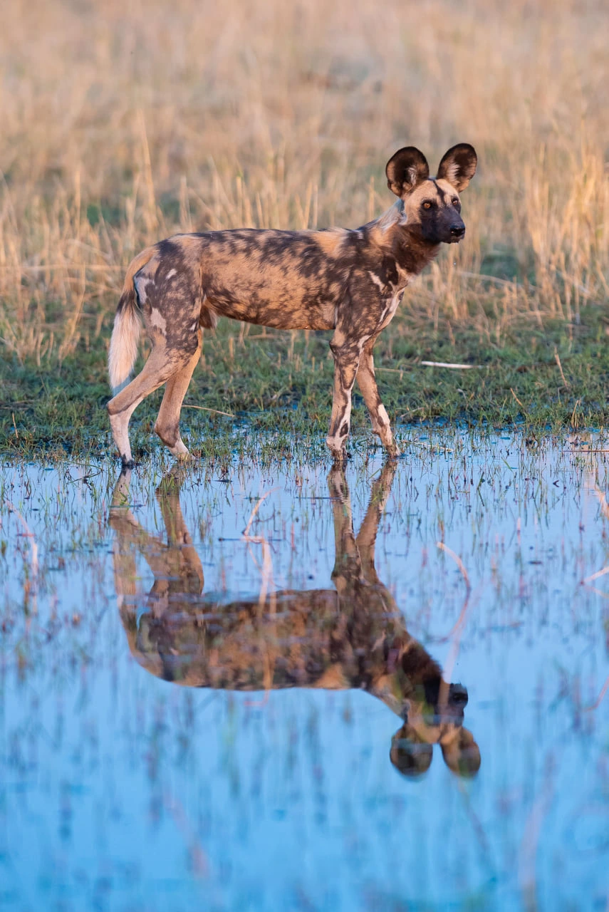 Danielle Carstens - Wild Dog Reflection