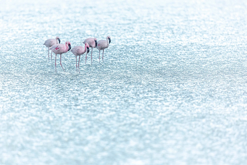 janine krayer flamingos in the rain in tanzania janine krayer flamingos in the rain in Nduto Ngorongoro Conservation Area Tanzania