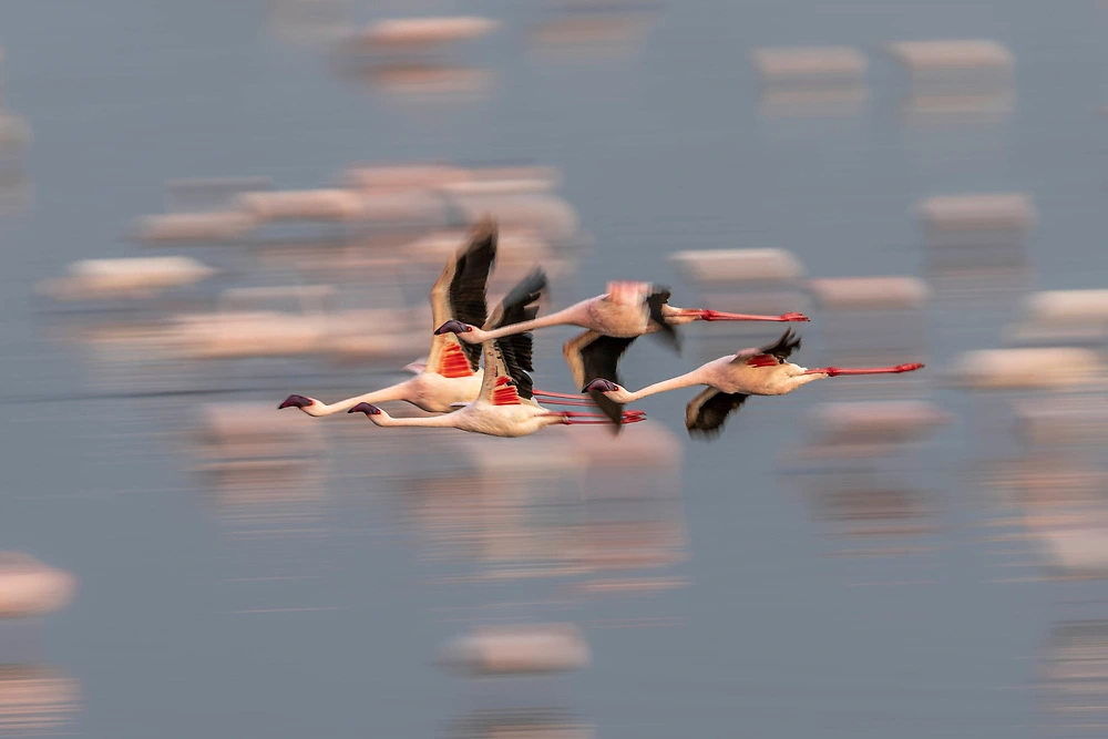 While there are many predators, the flamingos are year round attractions