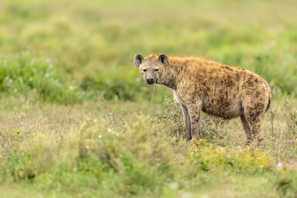 Ndutu Area Game Drives - Chance to spot Hyena