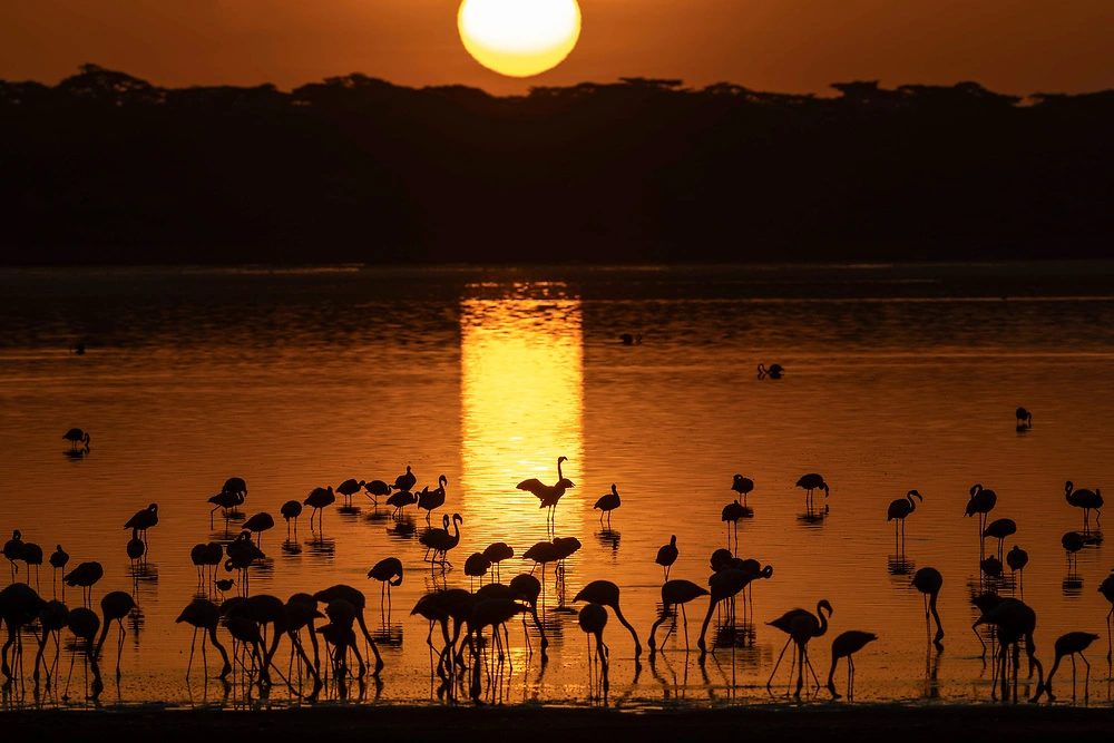 janine krayer lake ndutu flamingos Lake Ndutu and the Ndutu Area - a highlight for these national parks