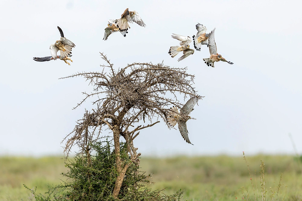 Ndutu region shares an open border with the Serengeti National Park