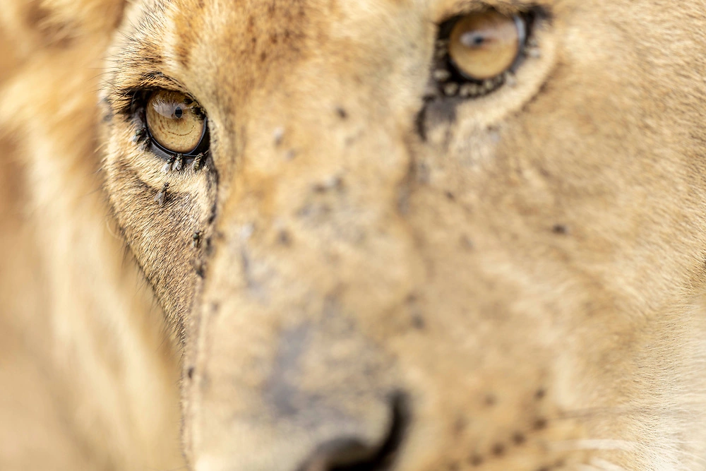 Lions are a favourite during high season in Ndutu, Ngorongoro Conservation Area