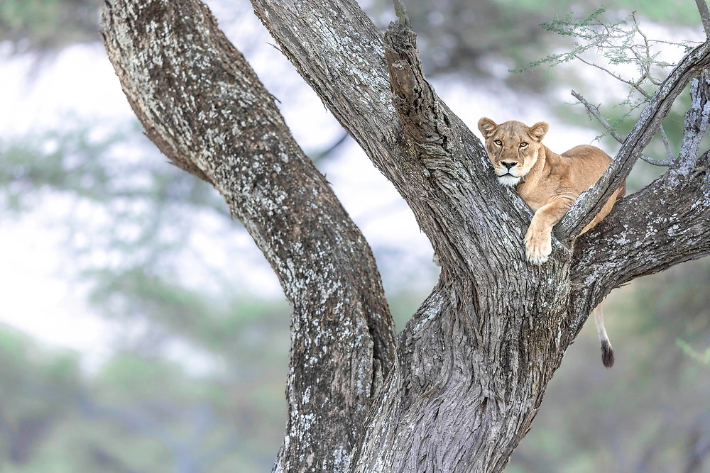 janine krayer ndutu conservation area tree climbing lions