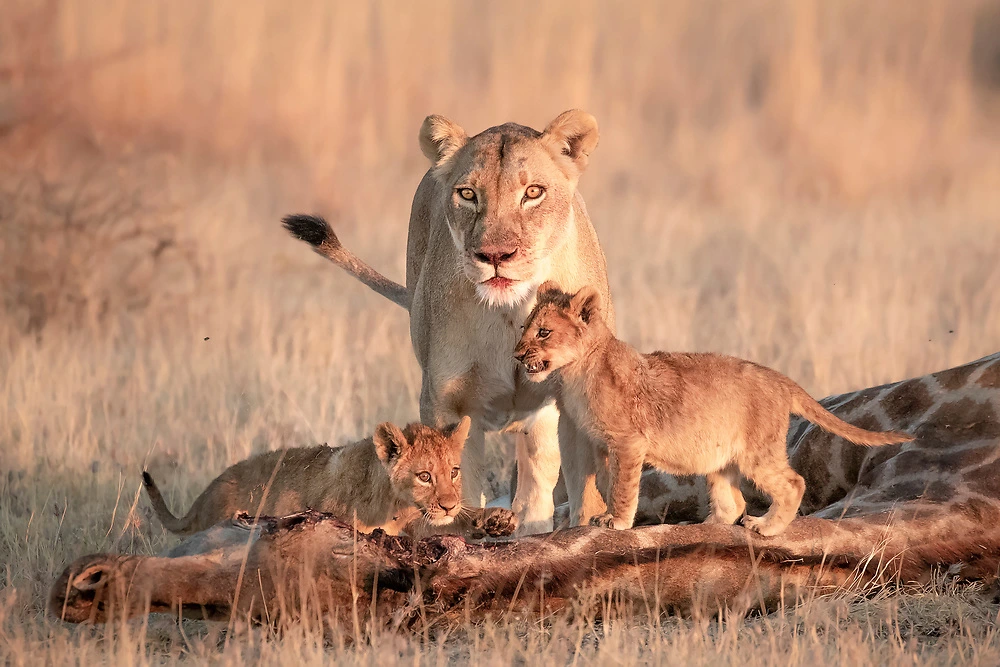 janine krayer nxai pan lion and giraffe Janine Krayer - Nxai Pan Lion on a kill