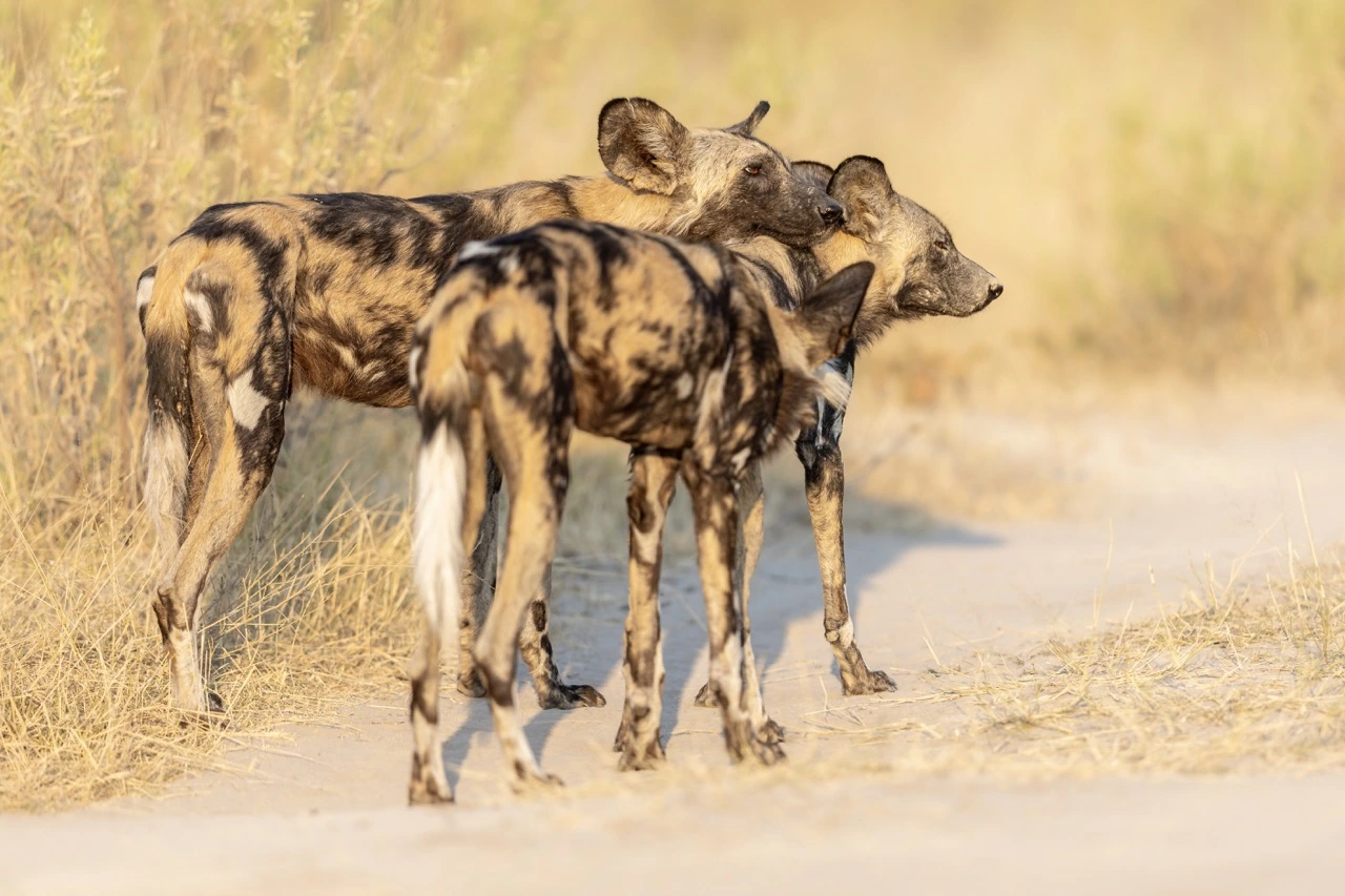 janine krayer painted wolves Janine Krayer - Wild Dogs Interacting