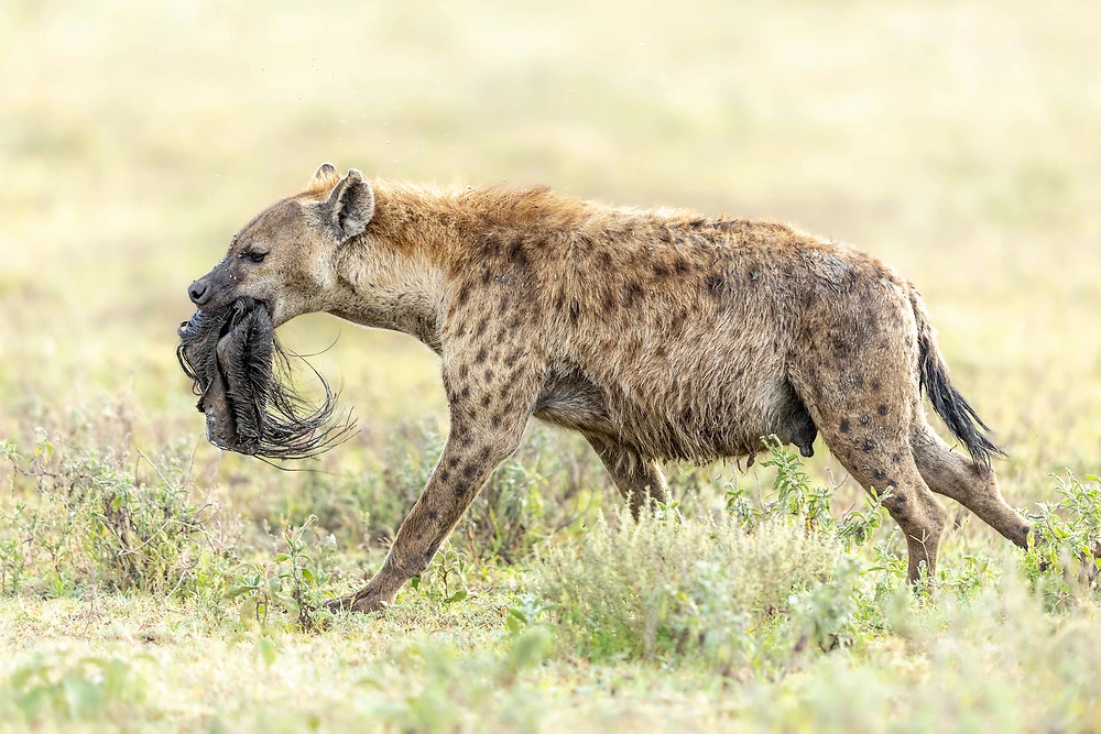 A Spotted Hyena makes off with its prize