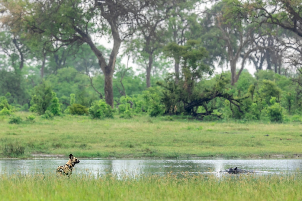 Janine Krayer - Wild Dog Motswiri