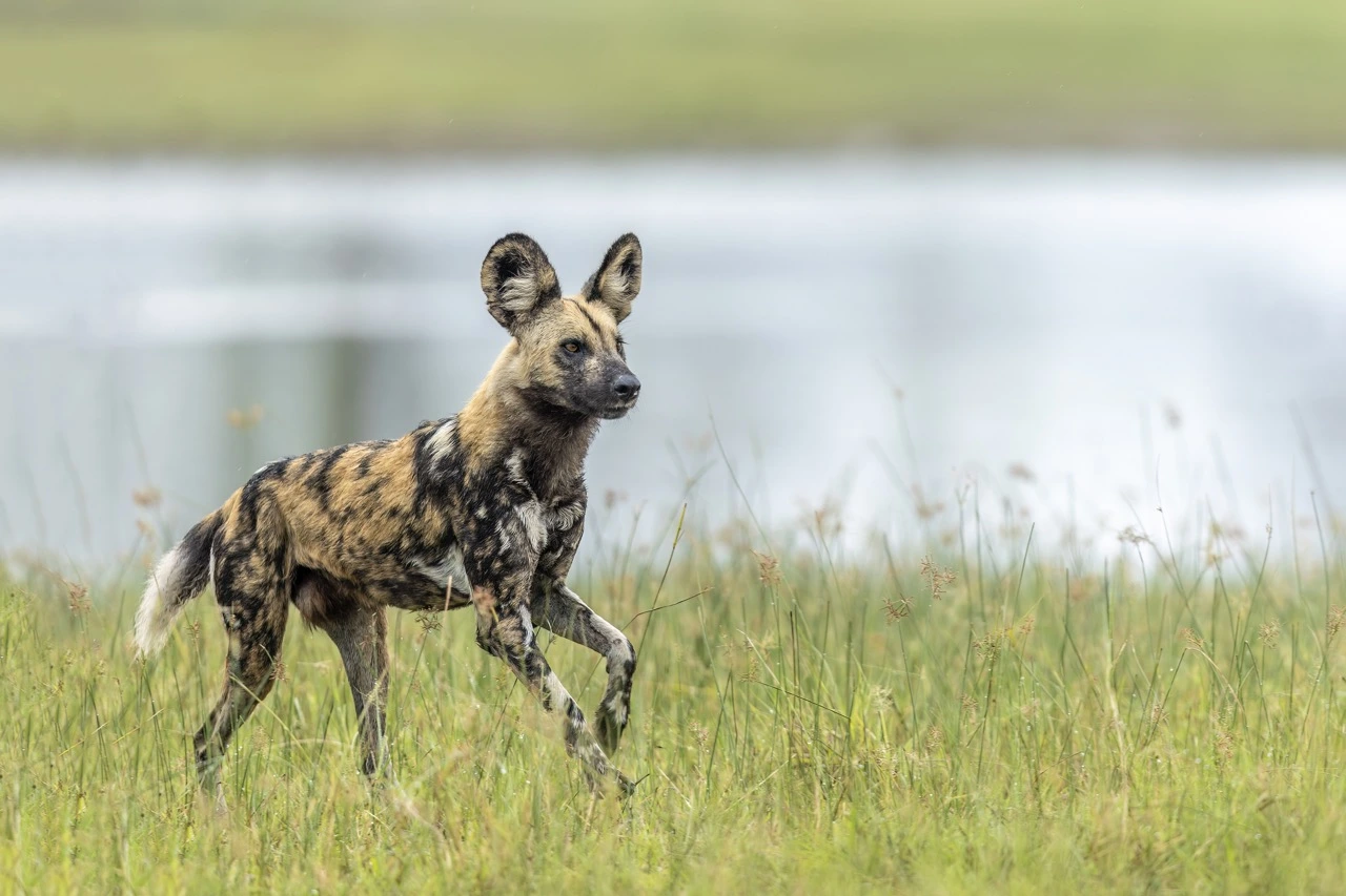 Janine Krayer - Wild Dog at the river