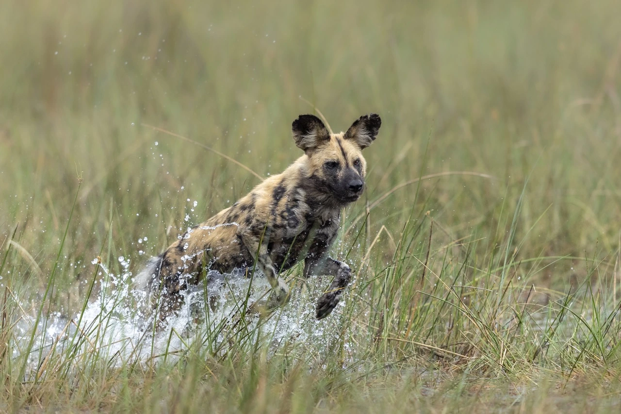 Janine Krayer - Wild Dog in the Okavango Delta