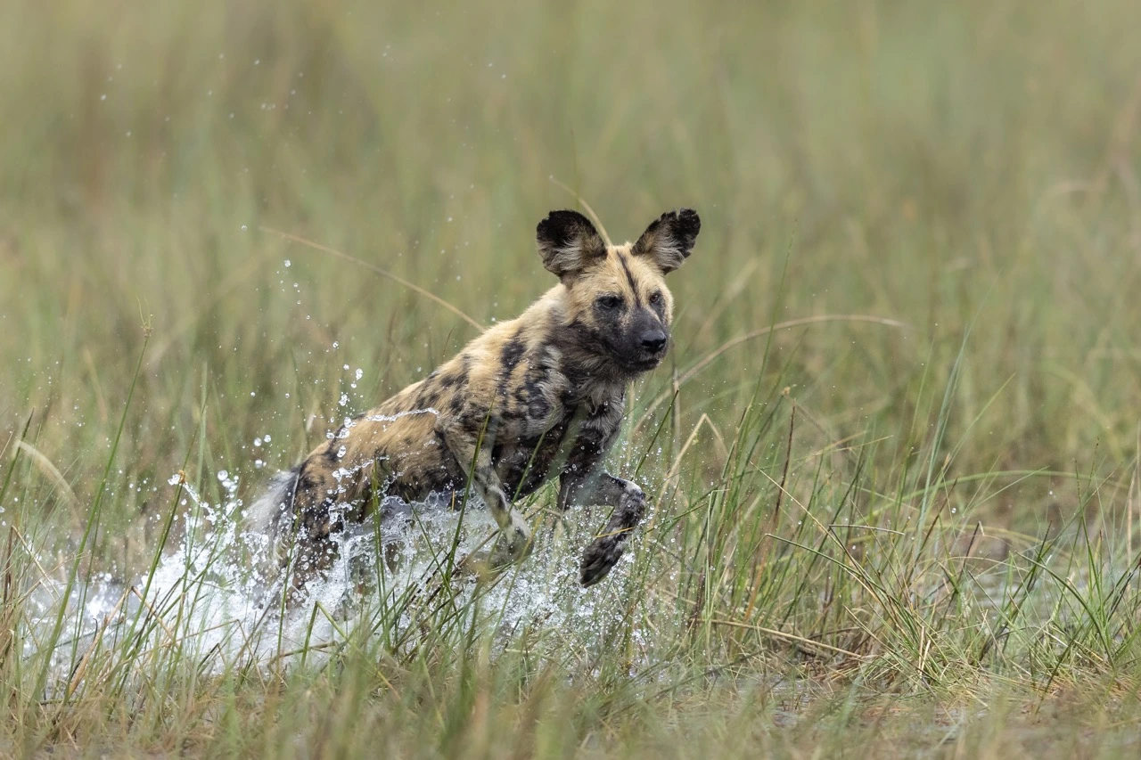janine krayer wild dogs Janine Krayer - Wild Dog in the Okavango Delta