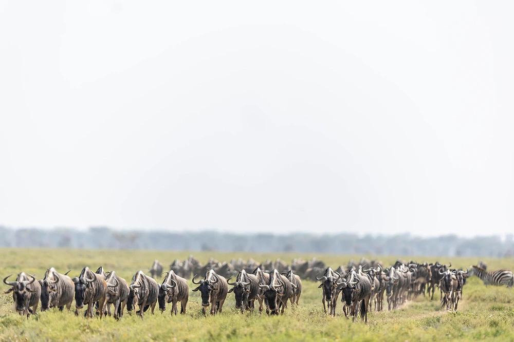 Great migration herds start to make the journey