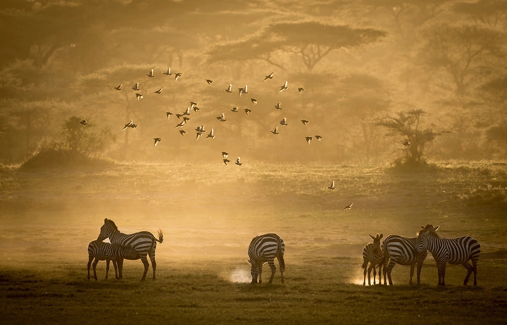 Zebra in the Ngorongoro Conservation Area