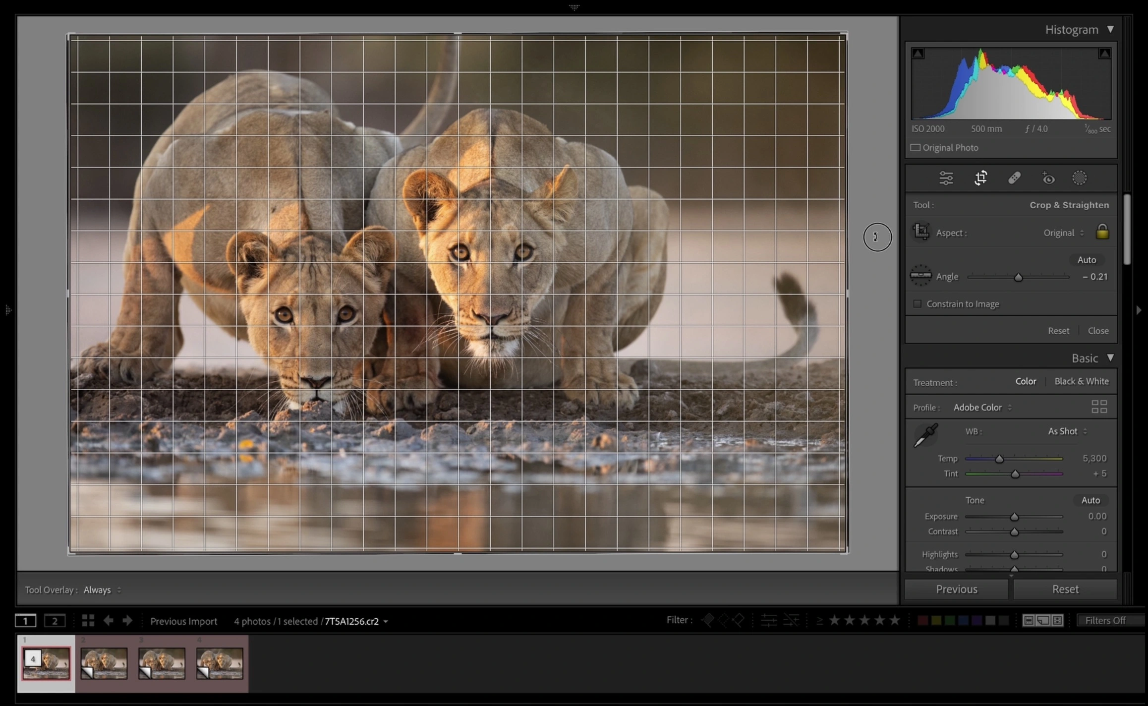 Edit Wildlife Photos - Lightroom Crop and Align