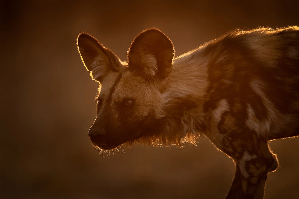 Sabine Stols - Backlit Wild Dog