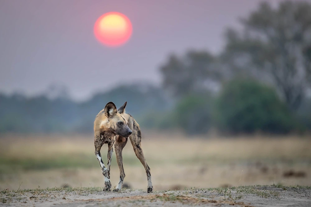 Sabine Stols - African Wild Dog - Remembering Wildlife