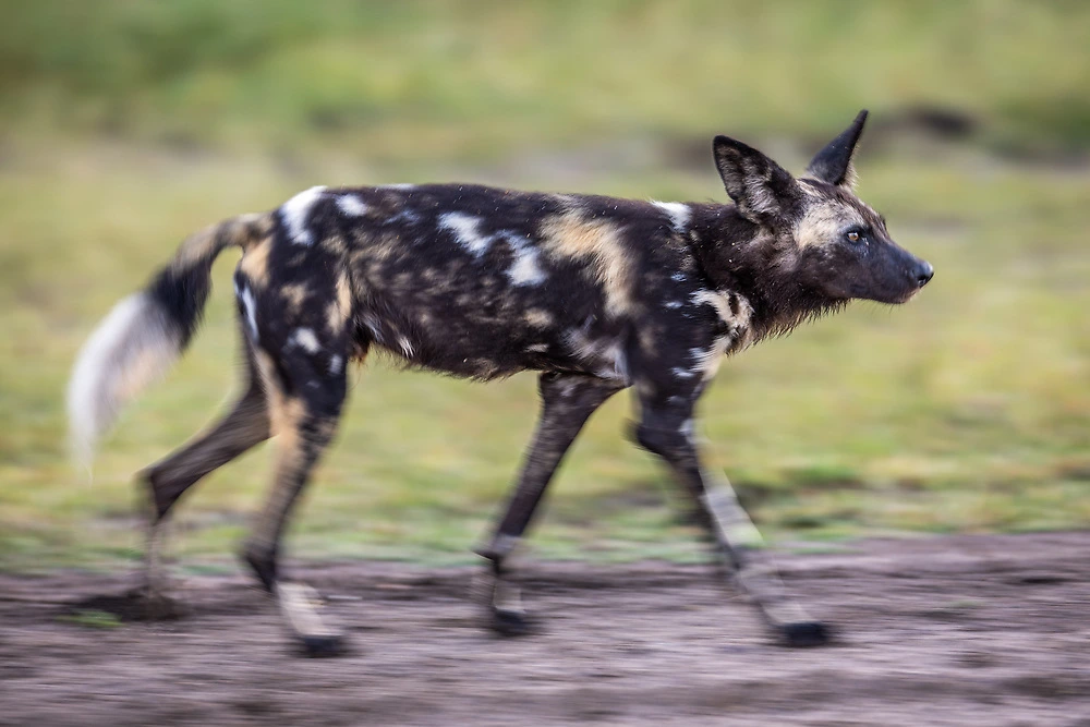 Sabine Stols - Slow Shutter Speed Wild Dog