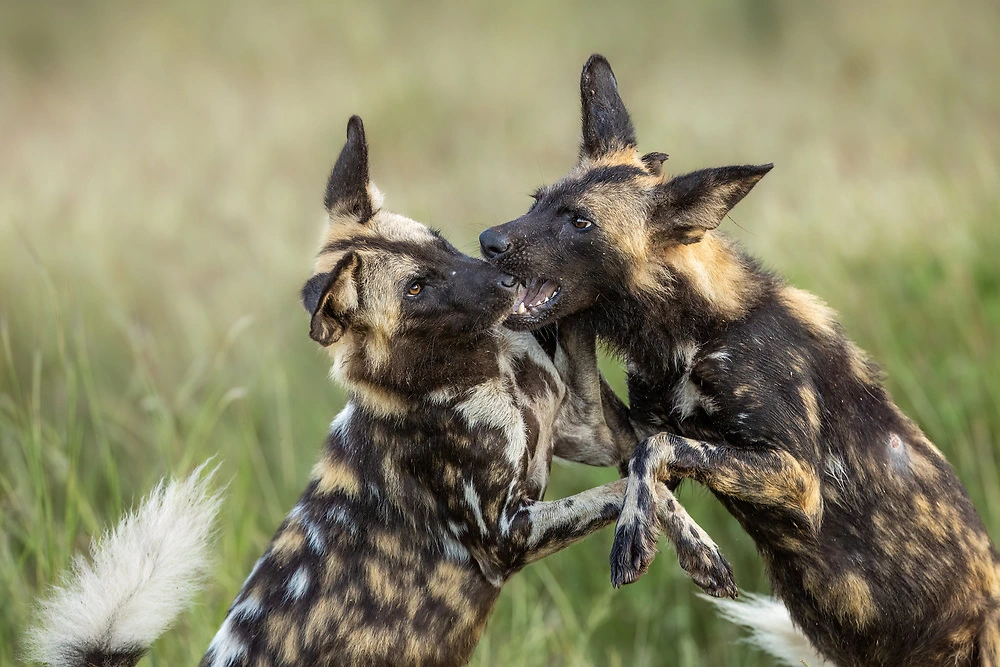 Sabine Stols - Playful African Wild Dogs