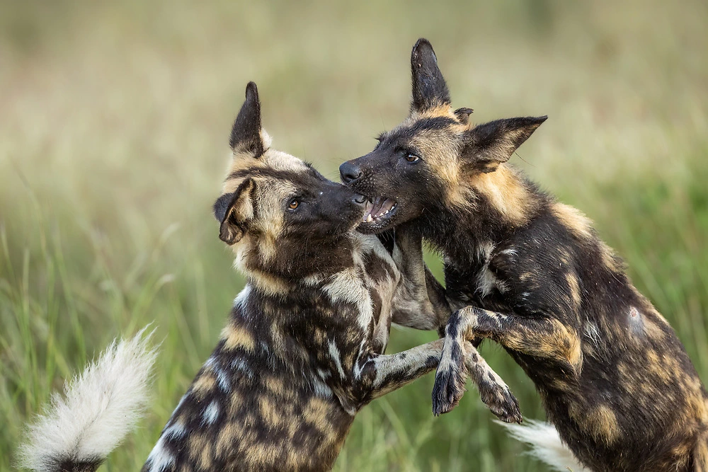 sabine stols wild dogs at play Sabine Stols - Playful African Wild Dogs