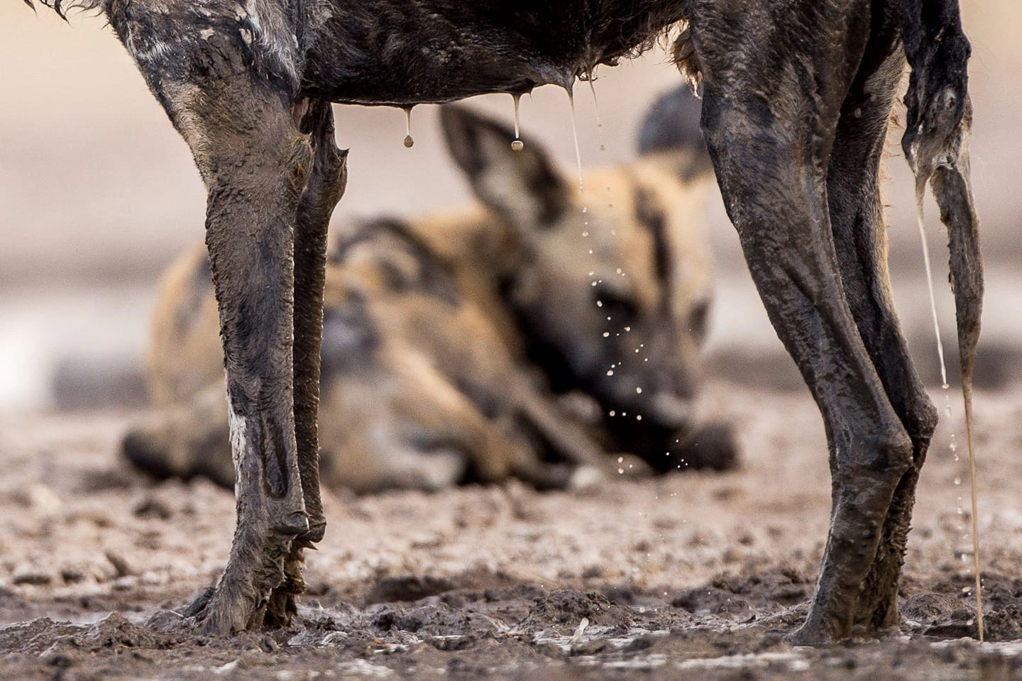 wild dog persepective william steel William Steel - African Wild Dogs
