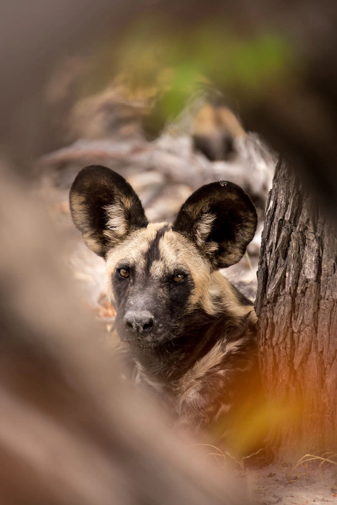 William Steel - African Wild Dog Framed