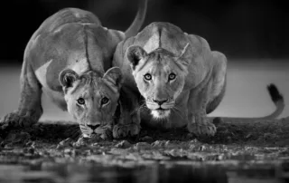Edit Wildlife Photos - William Steel - Black and White Edit - Kalahari Lions