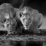 Edit Wildlife Photos - William Steel - Black and White Edit - Kalahari Lions