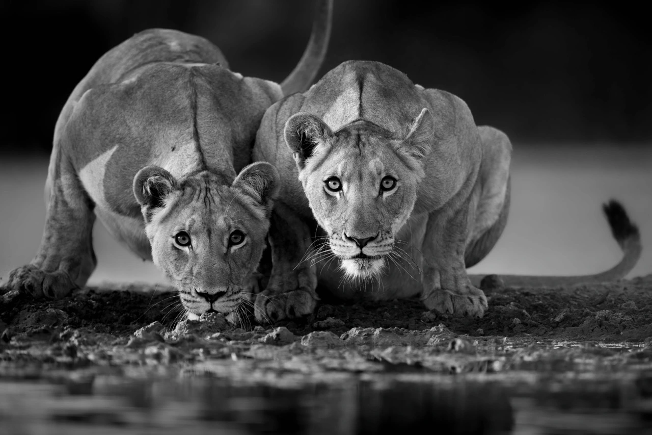 Edit Wildlife Photos - William Steel - Black and White Edit - Kalahari Lions