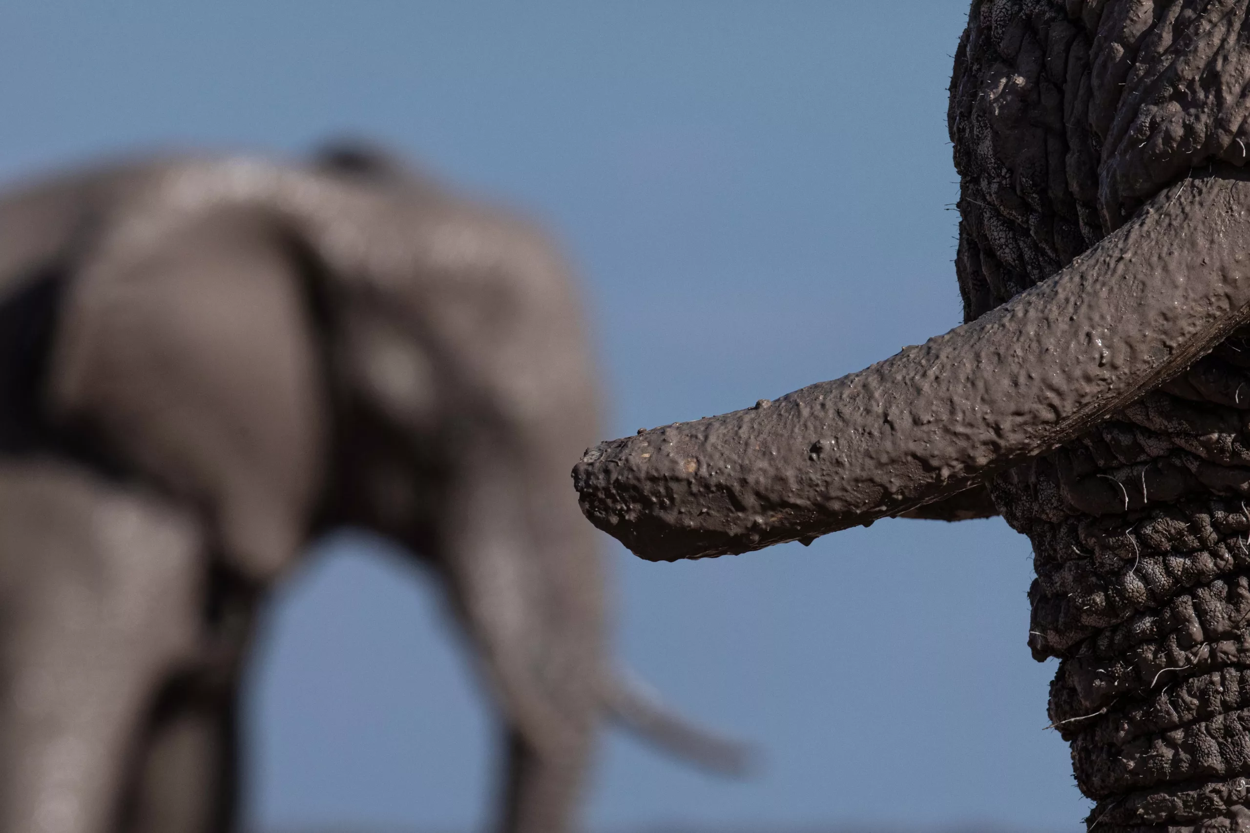 william steel nxai pan elephant tusk William Steel - Nxai Pan - Elephant Tusk