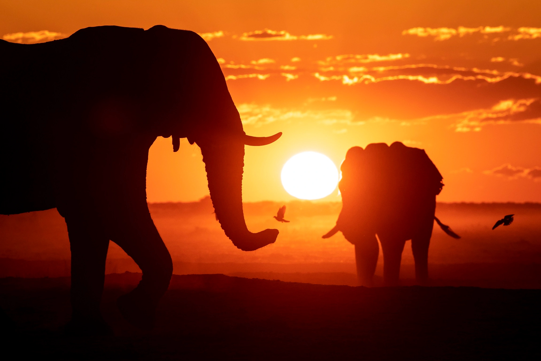 william steel nxai pan elephants and birds William Steel - Nxai Pan - Elephants