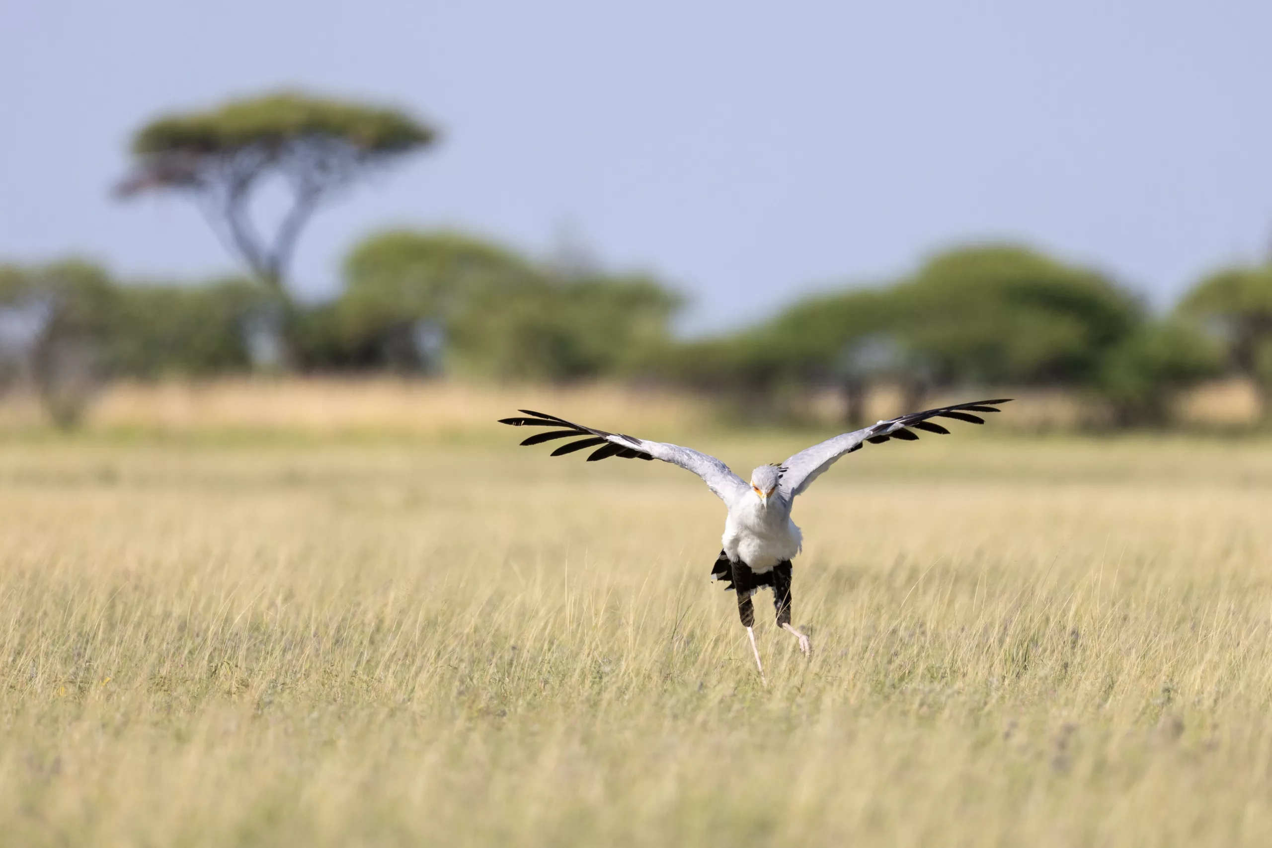 william steel nxai pan secretarybird William Steel - Nxai Pan - Secretarybird