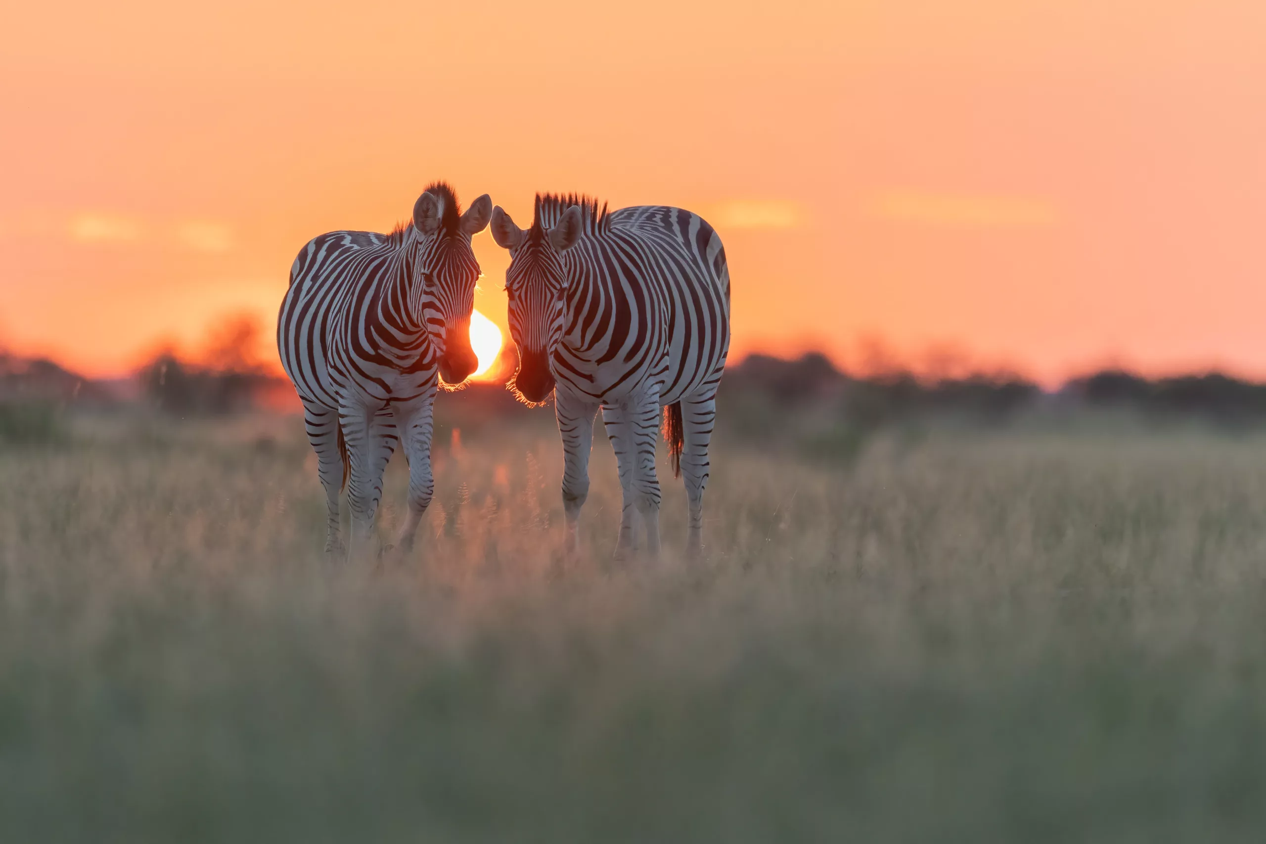 william steel nxai pan zebra at sunset William Steel - Nxai Pan - Zebra