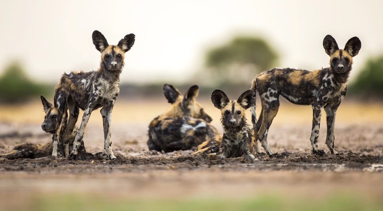 pack of wild dogs photography by William Steel William Steel - African Wild Dogs Photography Tips