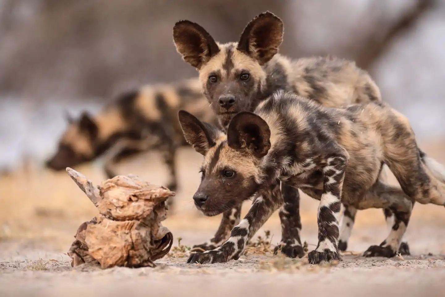 william steel wild dog pups William Steel - African Wild Dogs